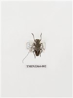 藏品(黑大斑天牛(茶色雙紋長鬚天牛))的圖片